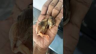 Chick died🌀✨🐣🥺🥚😮‍💨🫠👀❣️😍 birds kozhi saranfarm chicks egg salem insect chicken [upl. by Nager]