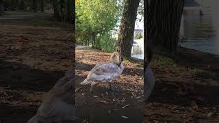 Swan in Prague [upl. by Cherye699]