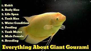 Everything About Giant Gourami  Giant Gourami Care Guide [upl. by Sirromal]