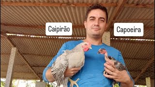 Frangos Caipiras Caipirão e Frangos Capoeira Pé Duro [upl. by Nohsyt]