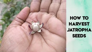 How to harvest jatropha seeds  plants are vital [upl. by Yaresed]