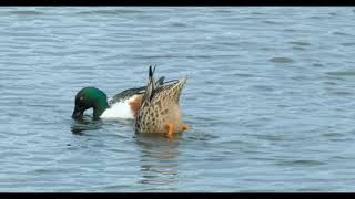 Shoveler Duck [upl. by Aihc]