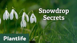 The Hidden Secrets of Snowdrops [upl. by Negyam]