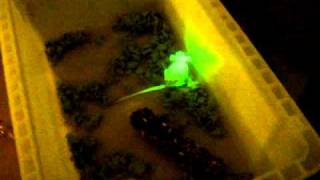 Green fluorescencing mice More details in description [upl. by Jimmy164]