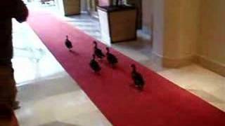 The March Of The Ducks [upl. by Utter]