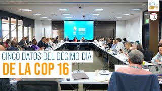 COP16 los puntos clave de cara a los últimos días de la cumbre de biodiversidad  El Espectador [upl. by Esylle533]