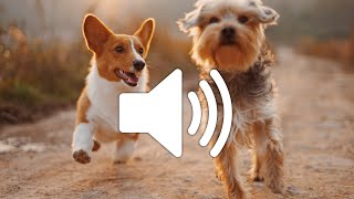 Dog Barking Sound Effect  Copyright free [upl. by Sandye]