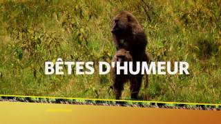 Bêtes dHumeur  Bande Annonce [upl. by Schmidt105]