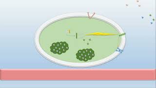 Comprendre le MÉCANISME DE SECRETION DINSULINE [upl. by Seuguh581]