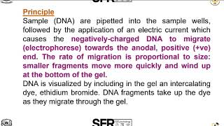 Agarose gel Electrophoresis by DrSRadha Assistant Professor of Microbiology [upl. by Enelhtac]