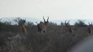 Eland Hunting in the Karoo South Africa [upl. by Yhtomit]