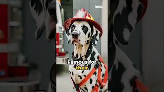 Unveiling the dalmatians link to the firefighter🦮😲 shorts [upl. by Eiggep531]