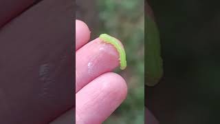 Copper Underwing Caterpillar [upl. by Nilekcaj]