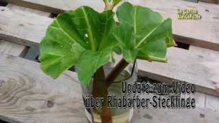 Rhabarber Stecklinge Update [upl. by Ezechiel]