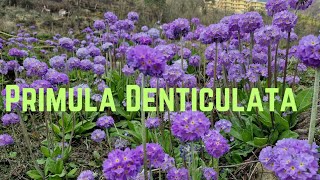 Primula Denticulata Beautiful Wild Flower😇 [upl. by Hahnert]