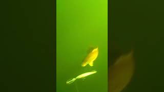 Oromocto Lake Smallmouth Bass Underwater Strike Footage Shorts Part 2 fishing fish fishingvideo [upl. by Breskin]