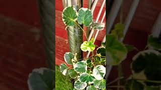 A closeup of a Ming Aralia plant with variegated leaves 🪴 [upl. by Alyag]