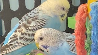 Cage Full of Parakeets… PetSmart [upl. by Klingel110]