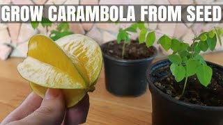 How to Grow a Carambola Starfruit Tree from Seed  DIY Video [upl. by Weintrob]