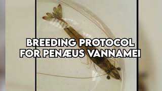 Breeding Protocol for Penæus vannamei [upl. by Eiramassenav]