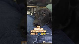 Menschliches Kopfkissen dog sleep human dogtraining chill cute foryou fyp borador hund [upl. by Zurheide889]