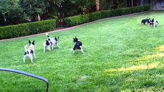 New Rattitude Rat Terriers  California [upl. by Sheryl]