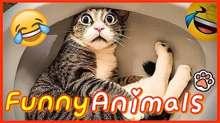 Funny Animals 2024 😂 Best Funny dog amp cat Moments 🐶🐱 112 [upl. by Yentyrb477]