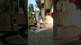 king cobra funny vfx video  shortvideo snake short funnyshorts [upl. by Ahsakat226]