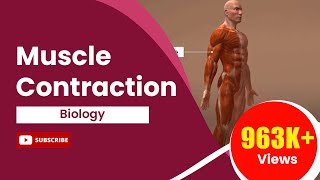 Muscle Contraction [upl. by Saylor402]