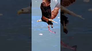 Eagle 🦅Hit Fish 🐠 shorts funny [upl. by Barri]