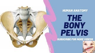 Human Anatomy  The Bony Pelvis [upl. by Edelman]