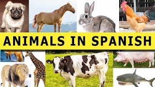 Animals vocabulary in Spanish  Animals name in spanish  Learn Spanish faster lesson 19 [upl. by Esylle506]