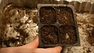 how to grow gerbera daisy from seed how to germinate gerbera daisy seeds [upl. by Clava]