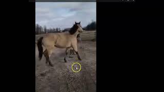 How to find your Lameness in Your Horse [upl. by Hackett]