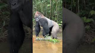 Silverback Gorilla Wants More Fruit from Tourist [upl. by Matilde324]