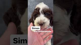 SimonMini Goldendoodle minigoldendoodlepuppies goldendoodlepuppiesforsale puppy [upl. by Akinehc]