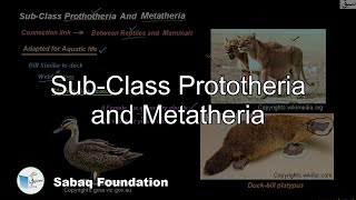 SubClass Prototheria and Metatheria Biology Lecture  Sabaqpk [upl. by Evalyn]