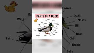 Parts of Duck  Body parts 🦆shorts youtubeshorts trendingshorts viralvideo shortsviral [upl. by Gemma]