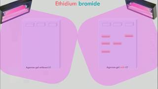 Agarose Gel Electrophoresis Animation [upl. by Beaulieu]