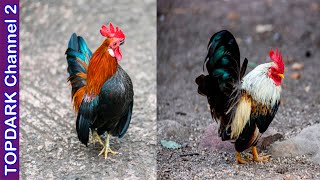 9 Razas de Gallos Pequeños [upl. by Cart]