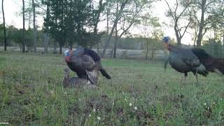 DSD Jake decoy gets FLOGGED [upl. by Bittner]