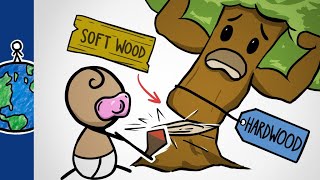 Why Hardwoods Are The Softest Woods [upl. by Alamat644]