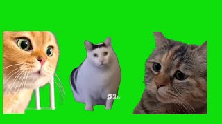 15 Cat Memes For Chroma Key Green Screen Templates [upl. by Ratcliffe480]