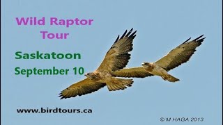 Wild Raptor Tour September 2 2024 [upl. by Ahsined]