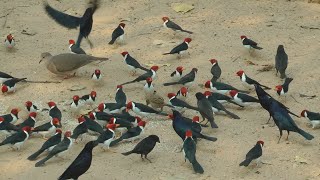 Bird feeding time Pouso Alegre Lodge Brazil [upl. by Anirtap]