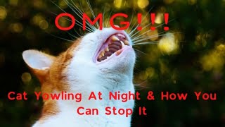 Why Does My Cat Yowl At Night  How To Stop It [upl. by Glennie]