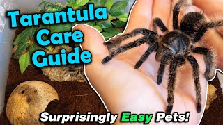 How to Care for Tarantulas [upl. by Judsen]