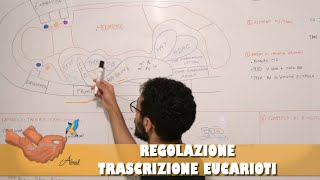 Regolazione della trascrizione eucarioti [upl. by Zeuqram]