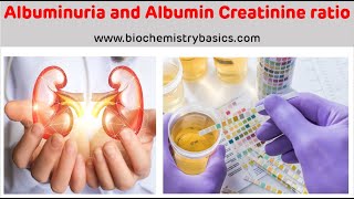 Albuminuria  Albumin Creatinine Ratio  Albumin In Urine [upl. by Justinian]