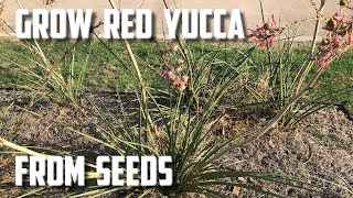 Grow Red Yucca From Seed [upl. by Remington734]